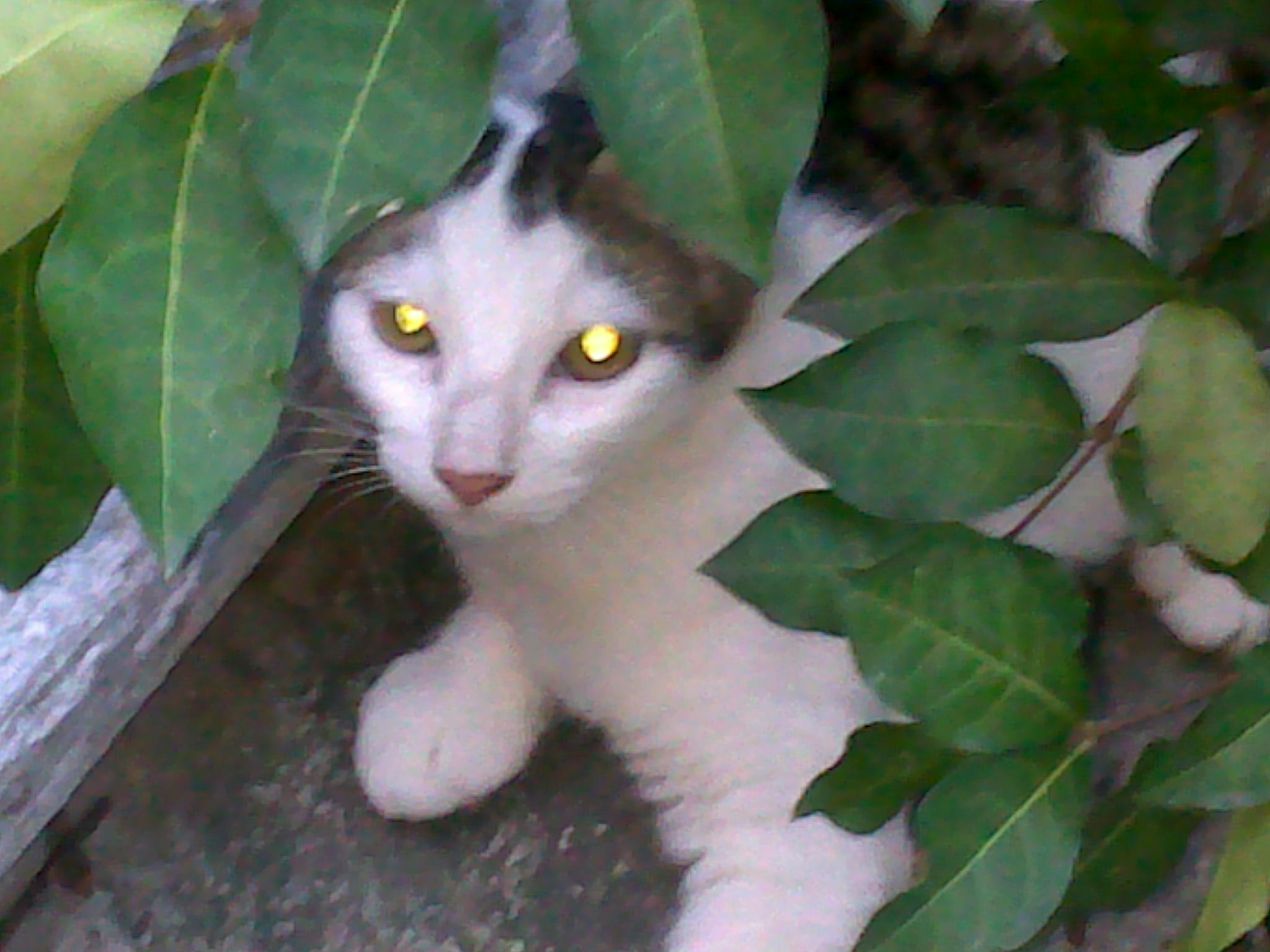 Casa do Gato